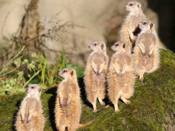 Niets menselijks is dieren vreemd!