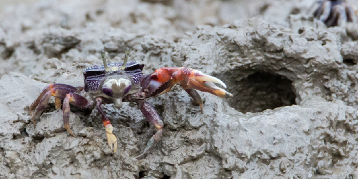 Imponeersessies bij wenkkrabben: wie heeft de grootste?