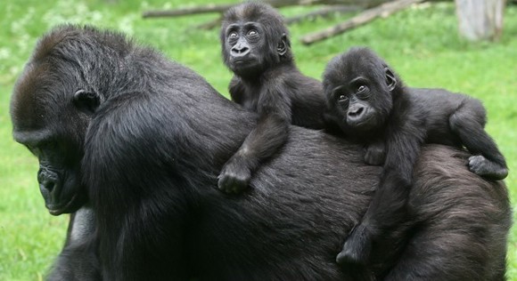 Themarondleiding "Niets menselijk is dieren vreemd!"