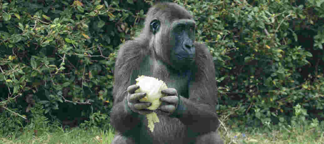 Twee stuks groente: maar nauwelijks fruit!
