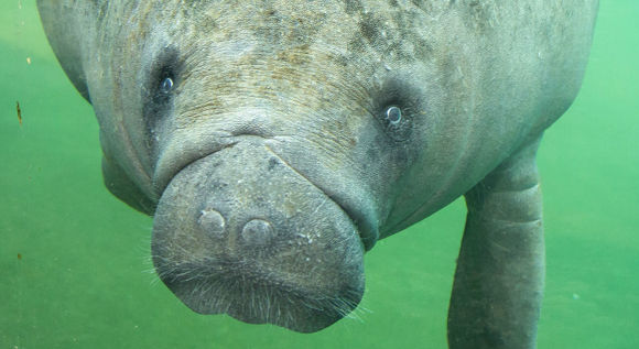 Rondleiding door Burgers' Mangrove