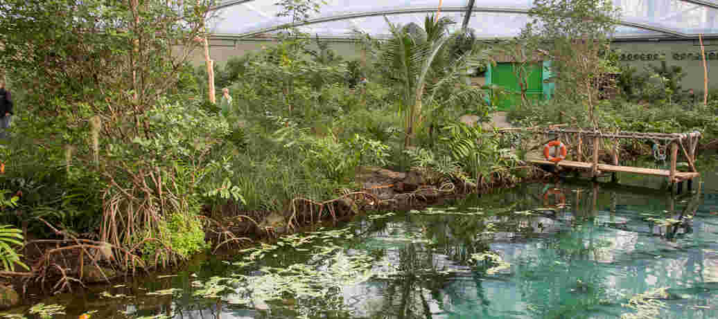 Rondleiding door Burgers' Mangrove
