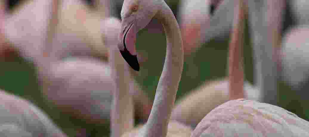 Flamingo arrangement