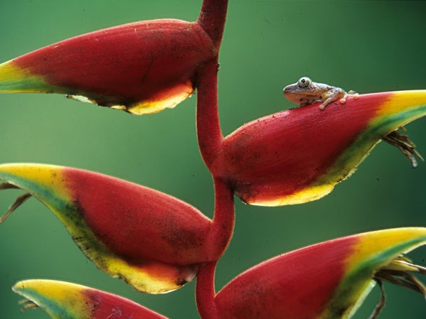 Melodieus vogelconcert