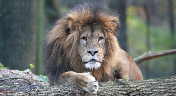 Dieren als efficiënte managers en boekhouders