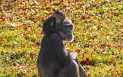 Jaaroverzicht 2024: Chimpansees Burgers' Zoo aten geen bananen