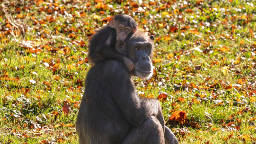 Jaaroverzicht 2024: Chimpansees Burgers' Zoo aten geen bananen