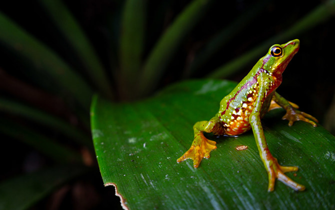 Uitgestorven kikker herontdekt dankzij Burgers' Zoo