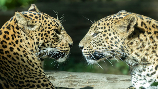 Afstand houden is ook voor dieren belangrijk! 