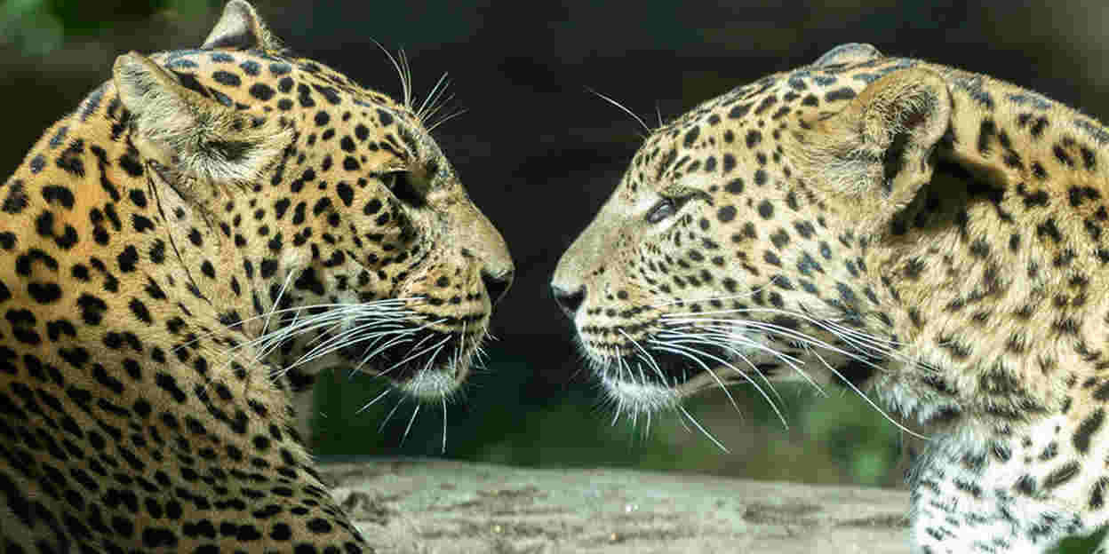 Afstand houden is ook voor dieren belangrijk! 