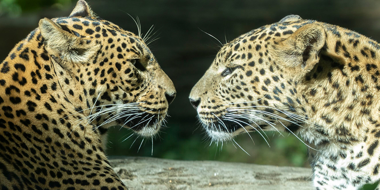 Afstand houden is ook voor dieren belangrijk! 