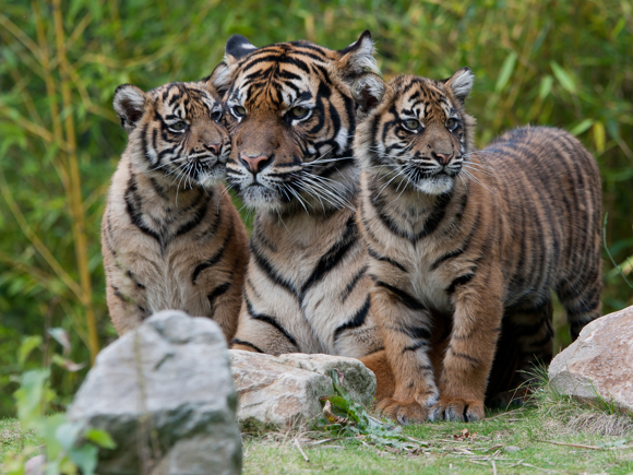 Zoo expeditie - Focus