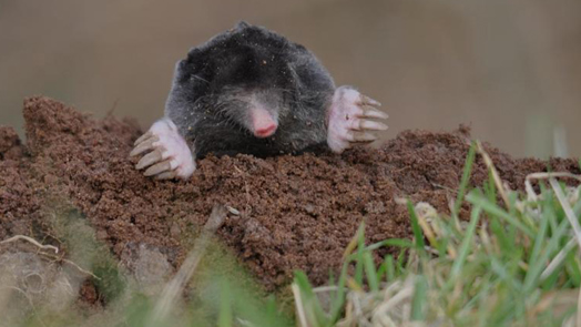 Wie is nu de mol? Iedereen!