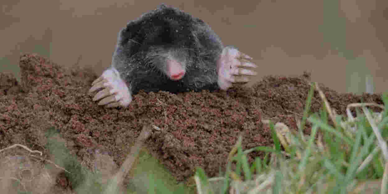 Wie is nu de mol? Iedereen!