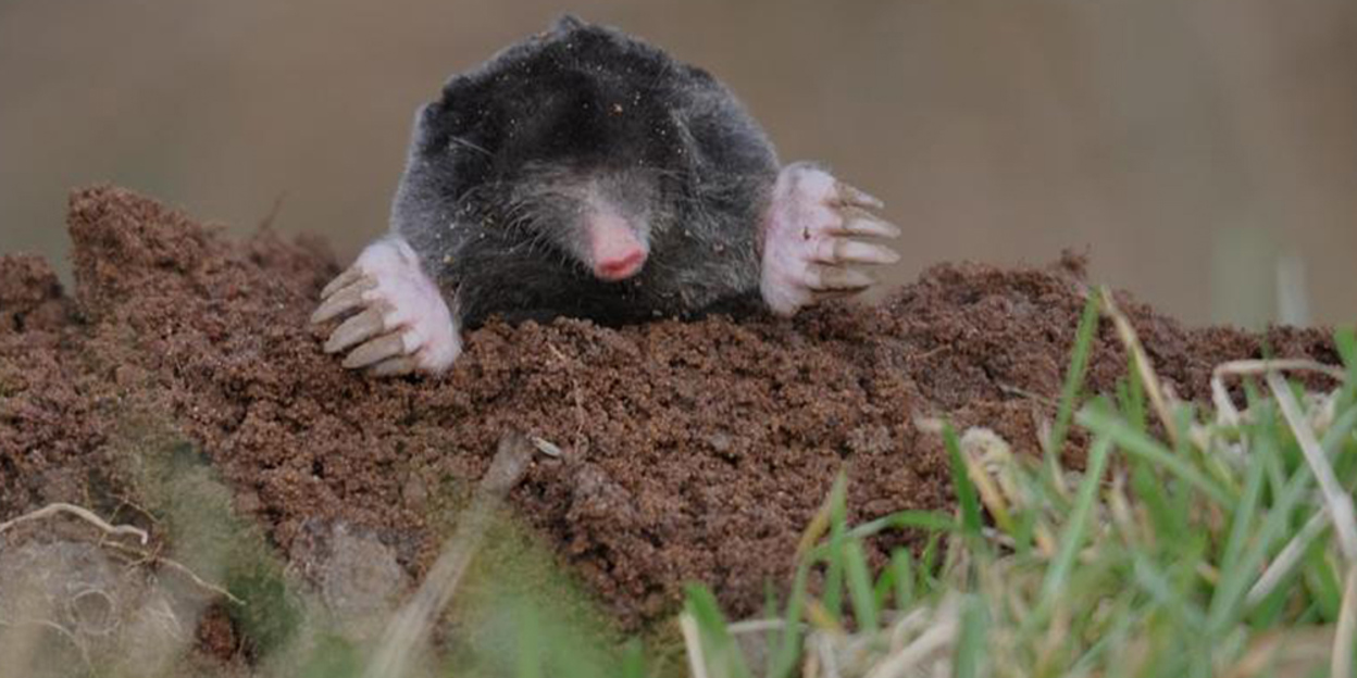 Wie is nu de mol? Iedereen!