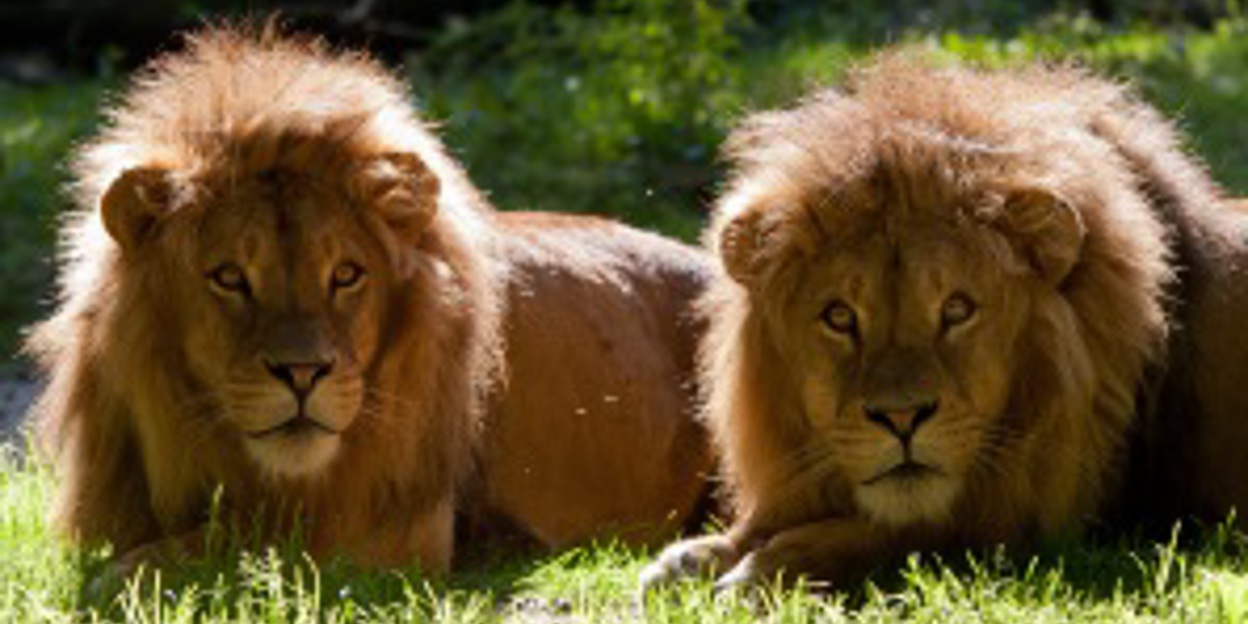 Dieren blijken efficiënte managers en boekhouders