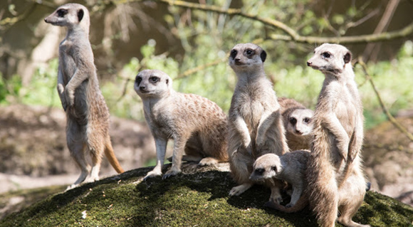 Themarondleiding Bio-inspiratie