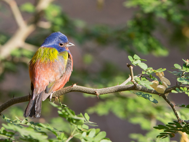 Vroege Vogelwandeling aanvragen