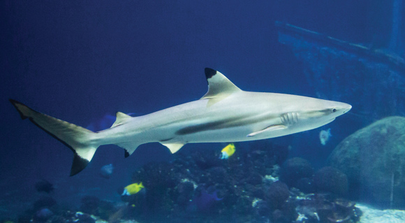 Rondleiding door Burgers' Ocean