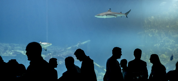 Bijzondere arrangementen