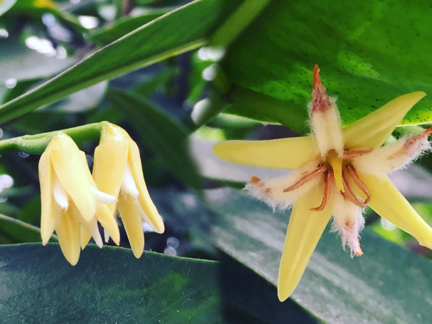 Leren van miljoenen jaren innovatie