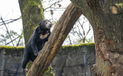 Maleise beren zijn trouwe klant bij de groenteboer