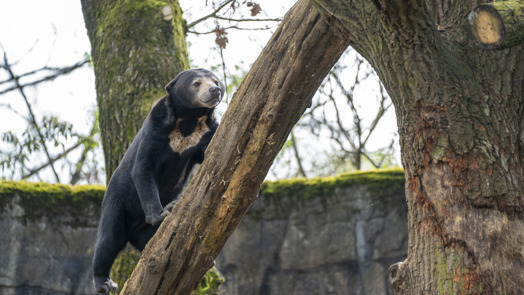 Maleise beren zijn trouwe klant bij de groenteboer