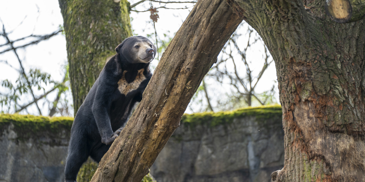 Maleise beren zijn trouwe klant bij de groenteboer