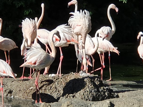 Flamingo arrangement