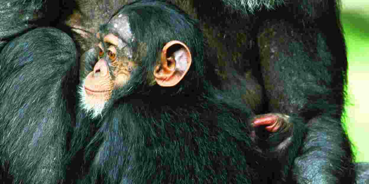 De machtige vrouw van de chimpansee