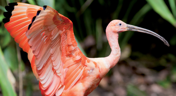 Rondleiding door Burgers' Bush